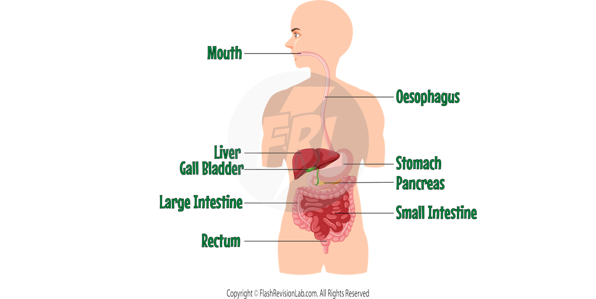 Digestive System